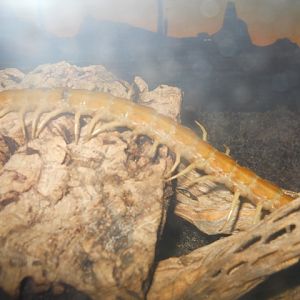 Sonoran Giant Centipede walks by