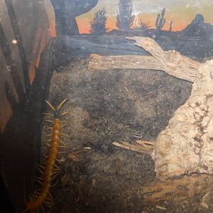 Behold the Sonoran Giant Centipede