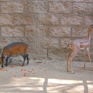 baby duiker and gerenuk October 2011