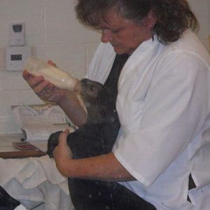 Baby girl giant otter pup feeding October 23 2011