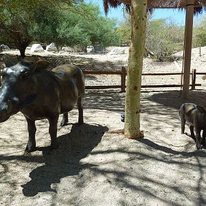 Warthog Statues