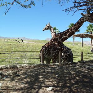 Reticulated Giraffe/Ostrich Exhibit