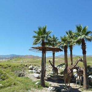 Reticulated Giraffe/Ostrich Exhibit