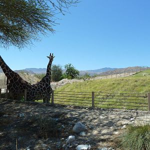 Reticulated Giraffe/Ostrich Exhibit