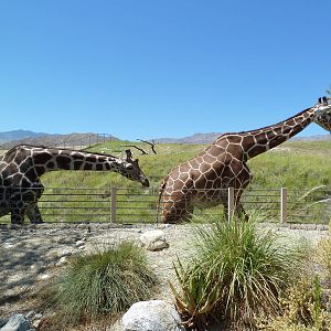 Reticulated Giraffe/Ostrich Exhibit