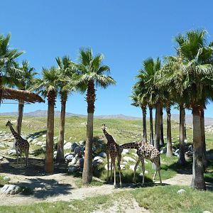 Reticulated Giraffe/Ostrich Exhibit