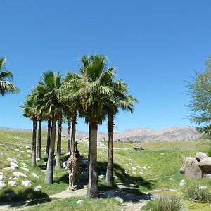 Reticulated Giraffe/Ostrich Exhibit