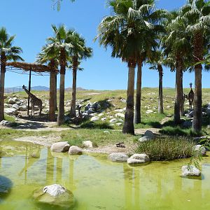 Reticulated Giraffe/Ostrich Exhibit