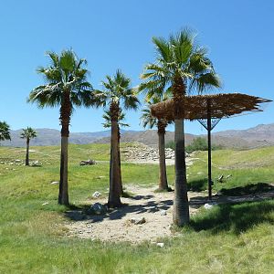 Reticulated Giraffe/Ostrich Exhibit