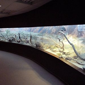Reptile House