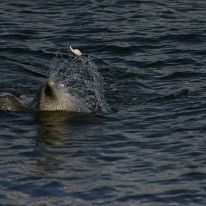 Indopacific bottlenose dolphin (Tursiops aduncus)