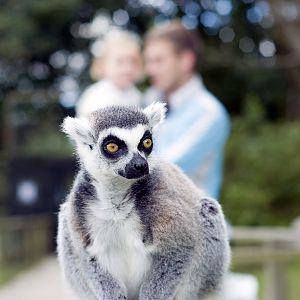 Ring Tailed Lemur