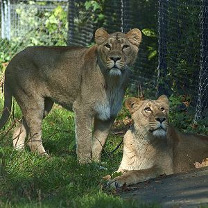 Kiburi and Kumari, Iblis's new girlfriends