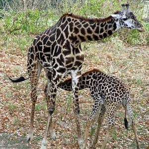 Giraffe Nursing