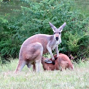 Red Kangaroo Nursing