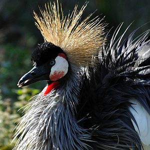 Grey crowned crane - Balearica regulorum