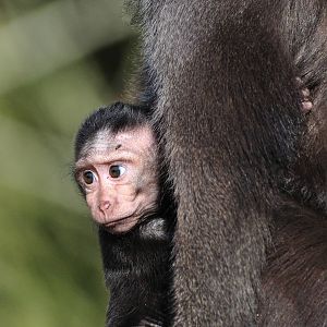 Nanas, the newest crested macaque baby!