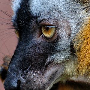Red fronted brown lemur - Eulemur rufus