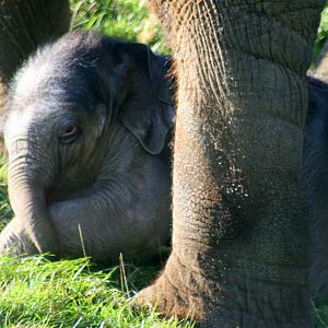 Asiatic elephant calf between its mother's legs; Whipsnade; 22nd October 20