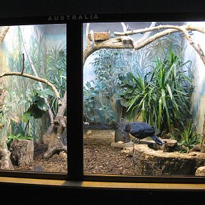 Biggest Pidgeon in the indoor aviary