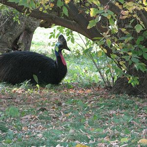 Cassowary Siesta
