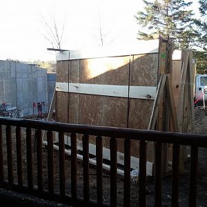 New Black Bear Exhibit