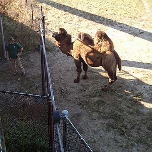 Bactrian camel