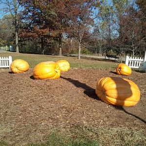 Pumpkins