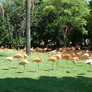 National Zoo of South Africa (Pretoria) - Oct 2011