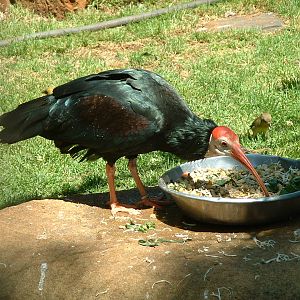 National Zoo of South Africa (Pretoria) - Oct 2011