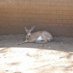 National Zoo of South Africa  - Oct 2011
