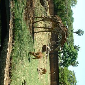 National Zoo of South Africa - Oct 2011