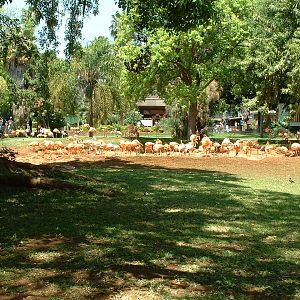 National Zoo of South Africa - Oct 2011