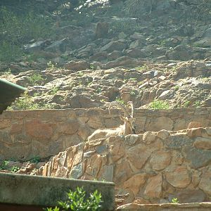 National Zoo of South Africa - Oct 2011