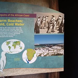 Penguins of the African coast