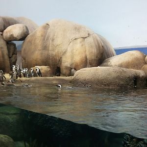 Penguins of the African coast