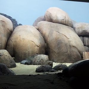 3M Penguins of the African coast