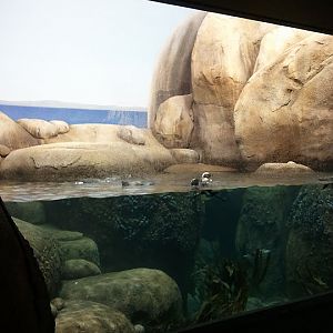 Penguins of the African coast