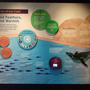 Penguins of the African coast