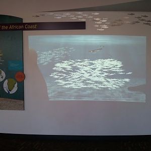 3M Penguins of the African coast