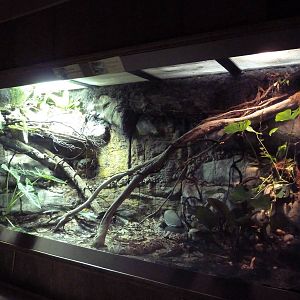 Reptile House - Eastern Green Mamba/Gaboon Viper Exhibit