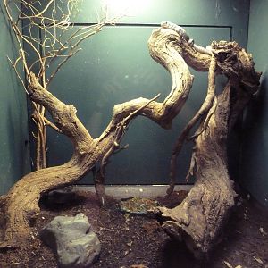 Reptile House - Utila Island Iguana Exhibit