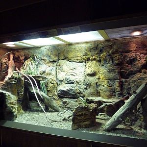 Reptile House Exhibit (3 Species)