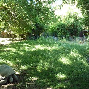 Galapagos Tortoise/Rhea Exhibit