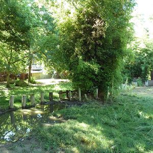 Galapagos Tortoise/Rhea Exhibit