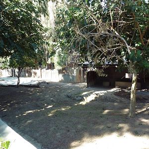 Empty Paddock (Old Alpaca Exhibit)