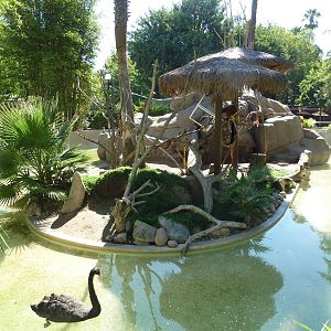 Red Ruffed Lemur/Black Swan Exhibit