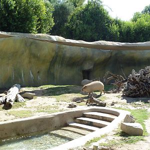 Giant Anteater/Capybara Exhibit