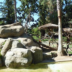 Red Ruffed Lemur/Black Swan Exhibit