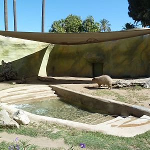 Giant Anteater/Capybara Exhibit